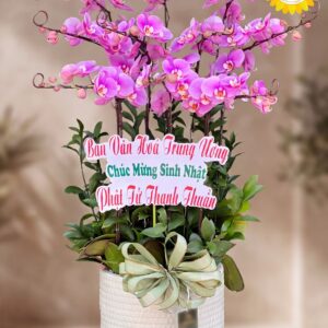 Chậu Lan Hồ Điệp Hồng Chúc Mừng Sinh Nhật
