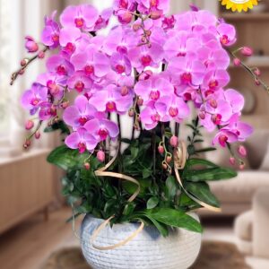 Chậu Lan Hồ Điệp Hồng Sang Trọng