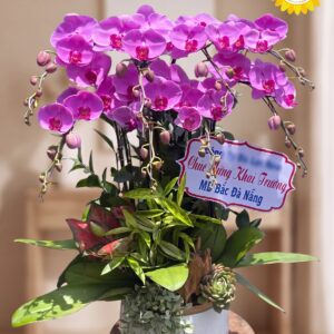 Chậu Lan Hồ Điệp Tím Khai Trương Sang Trọng