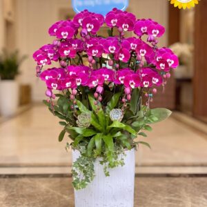 Chậu Lan Hồ Điệp Tím Khai Trương Sang Trọng