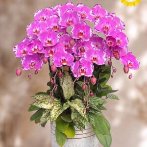 Chậu Lan Hồ Điệp Tím Viền Trắng Độc Đáo