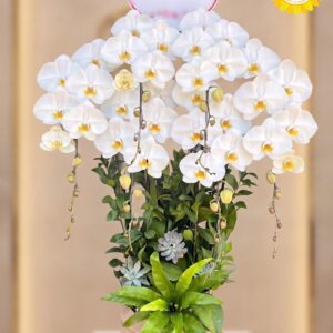 Chậu Lan Hồ Điệp Trắng Khai Trương Sang Trọng