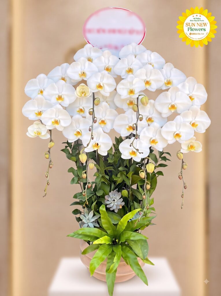 Chậu Lan Hồ Điệp Trắng Khai Trương Sang Trọng