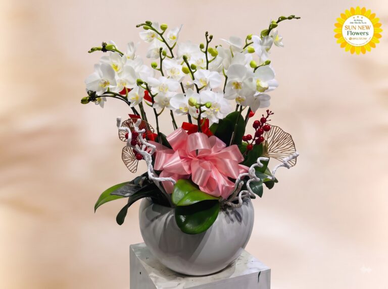 Chậu Lan Hồ Điệp Trắng Sang Trọng