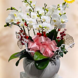 Chậu Lan Hồ Điệp Trắng Sang Trọng