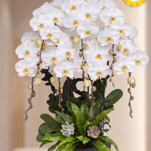 Chậu Lan Hồ Điệp Trắng Sang Trọng