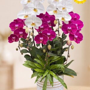 Chậu Lan Hồ Điệp Trắng Tím Kết Hợp Sang Trọng