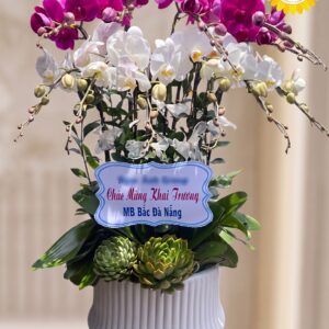 Chậu Lan Hồ Điệp Trắng Tím Khai Trương