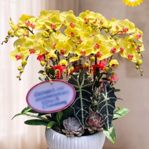 Chậu Lan Hồ Điệp Vàng Khai Trương Sang Trọng