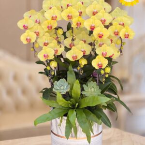 Chậu Lan Hồ Điệp Vàng Sang Trọng