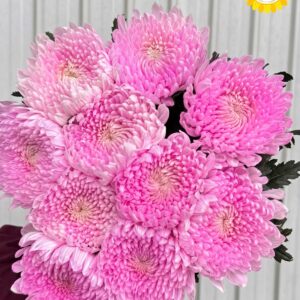 Hoa cúc mẫu đơn tươi trang trí sự kiện cao cấp đa sắc