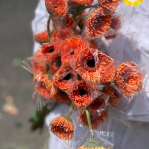 Hoa đồng tiền tươi trang trí sự kiện đa sắc màu