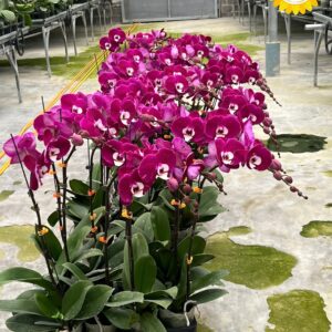 Hoa lan hồ điệp sang trọng trang trí không gian sự kiện cao cấp