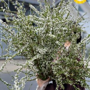 Hoa tuyết mai trắng tươi trang trí không gian sự kiện