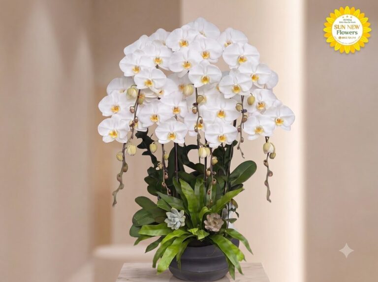 Lan hồ điệp hợp mệnh Thủy