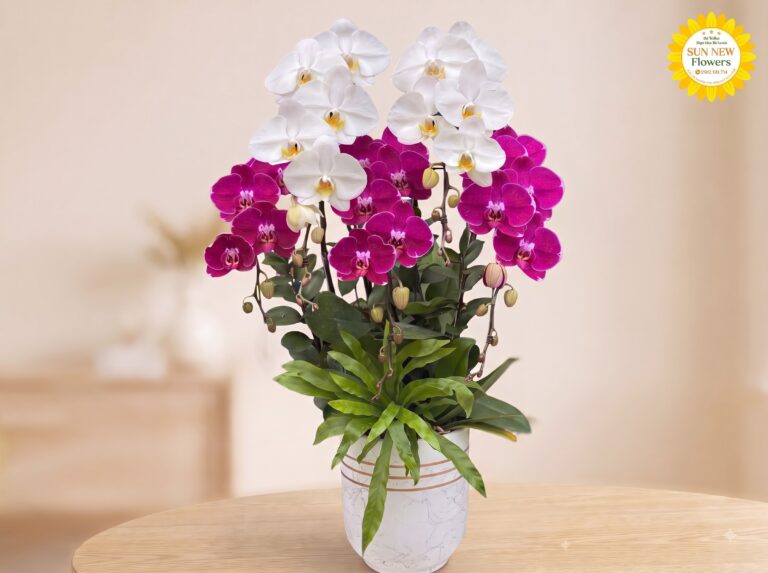 Lan hồ điệp – vẻ đẹp cao cấp